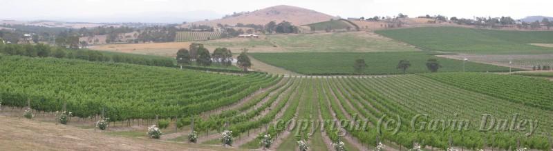 Winery, Yarra Valley, near Melbourne II.jpg